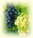 Weinrebe